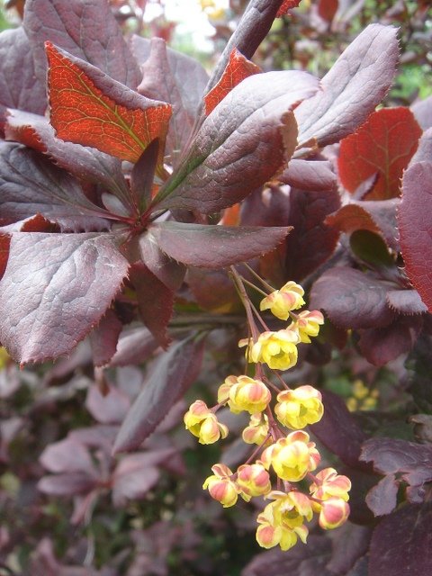 Berberis koreana 'Harvest Fire'
